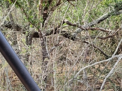 Tragelaphus eurycerus isaaci