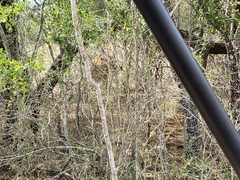 Tragelaphus eurycerus isaaci