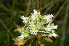 Oxypetalum crispum