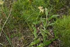 Oxypetalum crispum