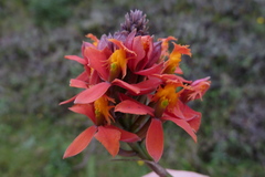 Epidendrum radicans