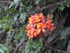 Epidendrum radicans