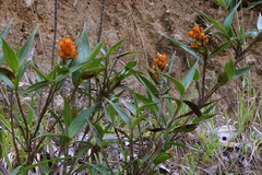 Elleanthus discolor
