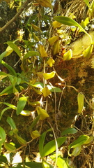 Bulbophyllum sandersonii