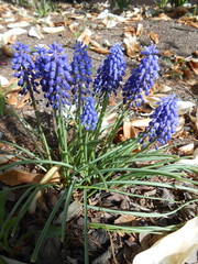 Muscari armeniacum