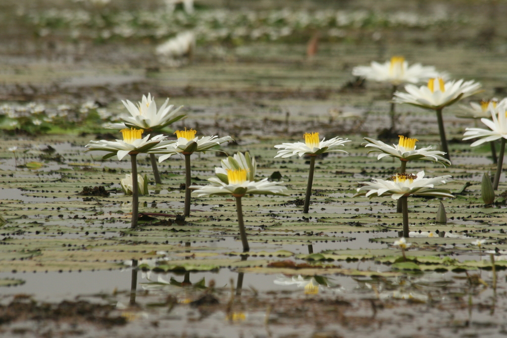 Nymphaea lotus, Dagana, Senegal