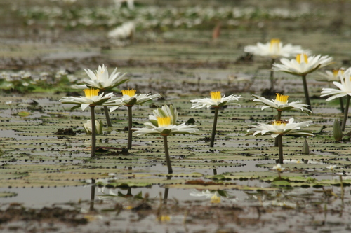 Nymphaea lotus