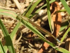 Oxyagrion hempeli