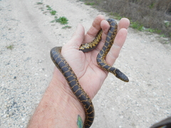 Lampropeltis splendida