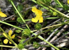 Oedemera nobilis
