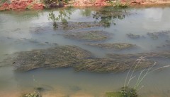 Potamogeton coloratus