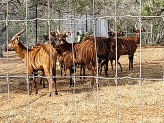 Tragelaphus eurycerus