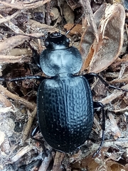 Licinus