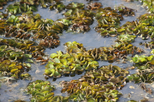 Salvinia image