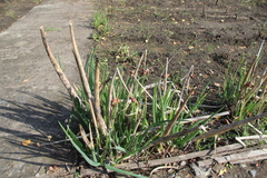 Allium proliferum