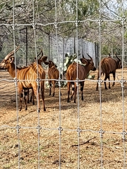 Tragelaphus eurycerus