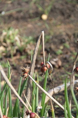 Allium proliferum