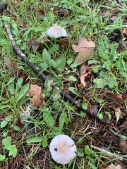 Inocybe lilacina