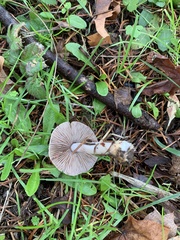 Inocybe lilacina