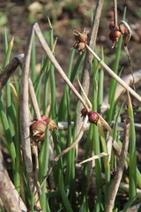 Allium proliferum
