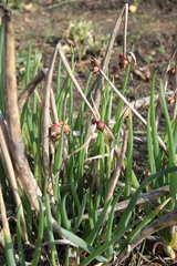 Allium proliferum