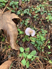Inocybe lilacina