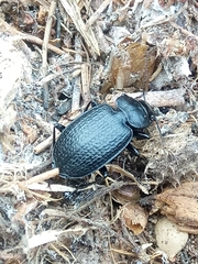 Licinus