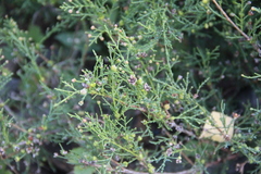 Microbiota decussata