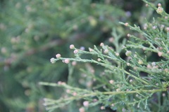 Microbiota decussata