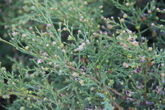 Microbiota decussata