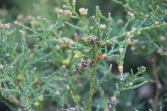 Microbiota decussata