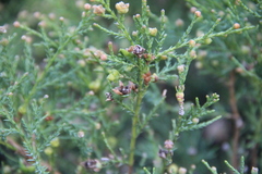 Microbiota decussata