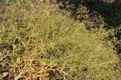 Saposhnikovia divaricata