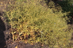 Saposhnikovia divaricata
