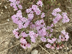 Stevia satureiifolia