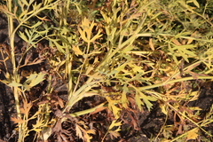 Saposhnikovia divaricata
