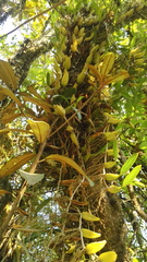 Bulbophyllum sandersonii