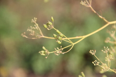 Saposhnikovia divaricata