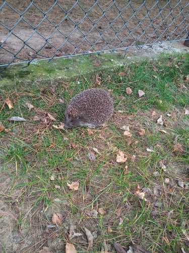 Northern White-breasted Hedgehog, Ciechocinek, Polen, photo 9 of 10