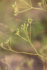 Saposhnikovia divaricata