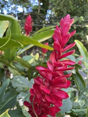 Alpinia purpurata