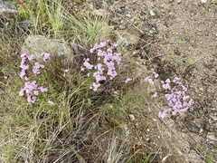 Stevia satureiifolia