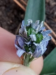 Hyacinthoides lingulata