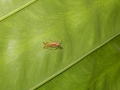 Orthopagus splendens