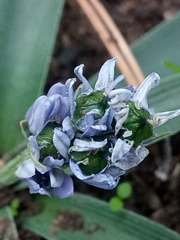 Hyacinthoides lingulata