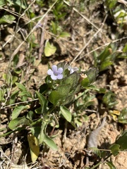 Ruellia blechum