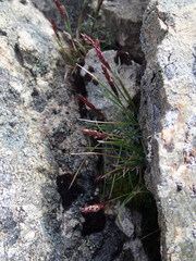 Agrostis muelleriana