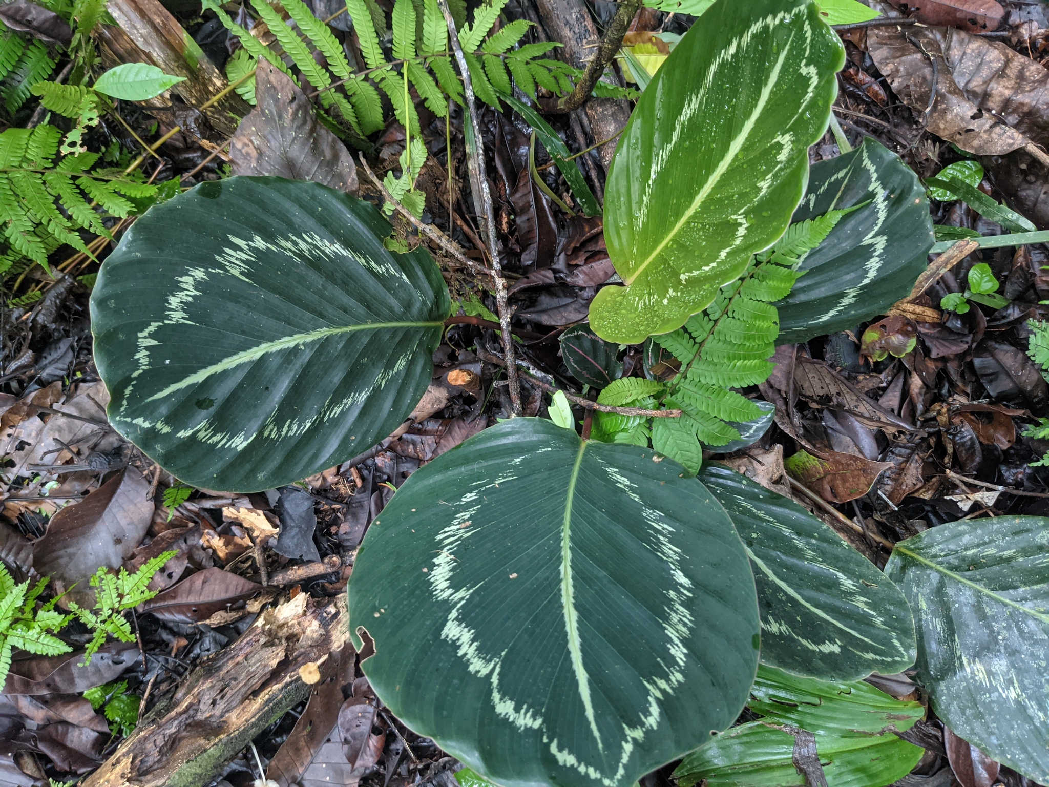 Imagem de Maranta