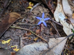 Ghost plant (Voyria)