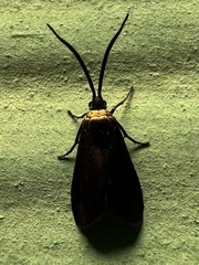 Pollanisus subdolosa